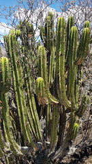 Myrtillocactus schenckii