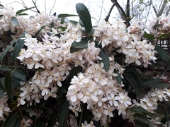 Clematis armandii