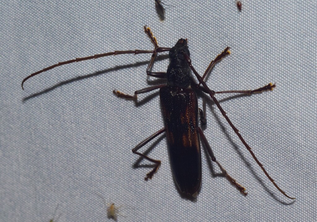 Phoracantha longipennis