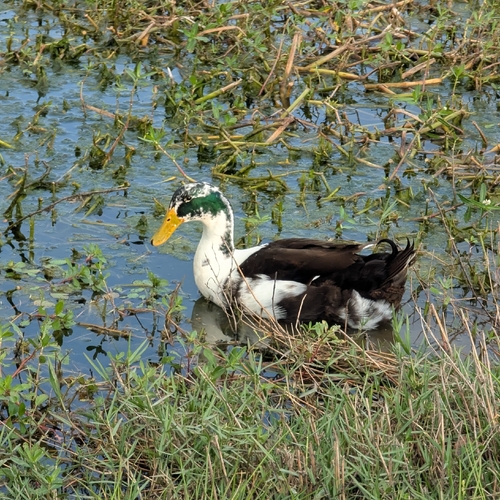 Domestic Mallard photographed in Louisiana