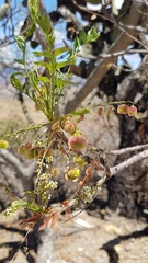 Pseudosmodingium andrieuxii