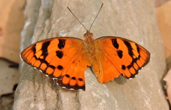 Euthalia nais