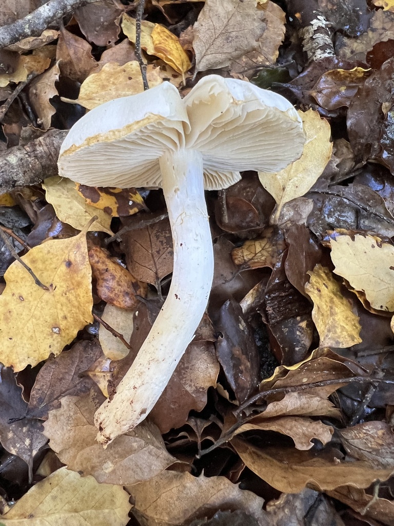 Thaxterogaster mariae