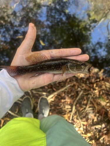 Gobiomorus maculatus