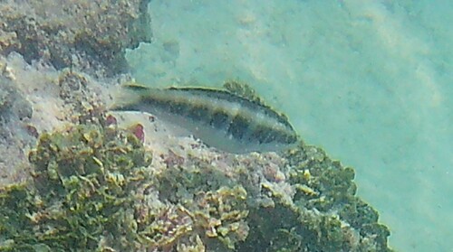 Thalassoma bifasciatum