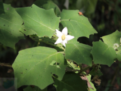 Solanum hirtum