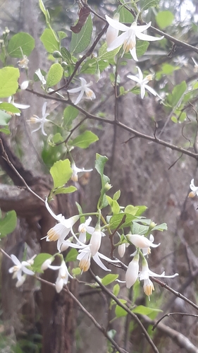Styrax americanus image