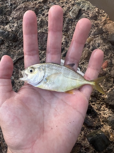 Caranx sexfasciatus