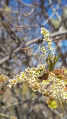 Pseudosmodingium andrieuxii