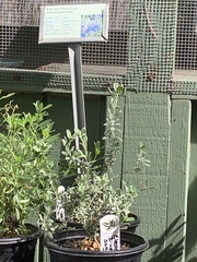 Salvia chamaedryoides