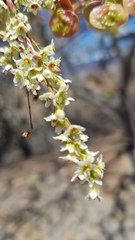 Pseudosmodingium andrieuxii