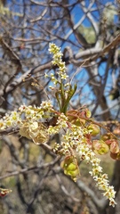 Pseudosmodingium andrieuxii