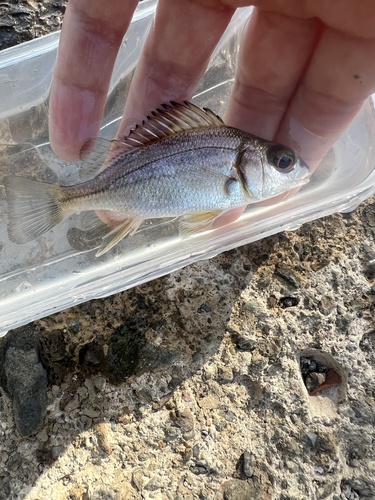 Sand grunt (Pomadasys branickii) — Haemulidae — 3