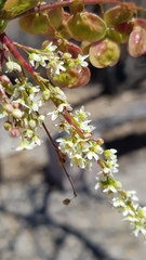 Pseudosmodingium andrieuxii