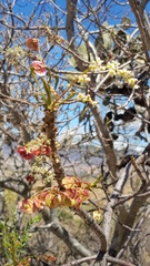 Pseudosmodingium andrieuxii