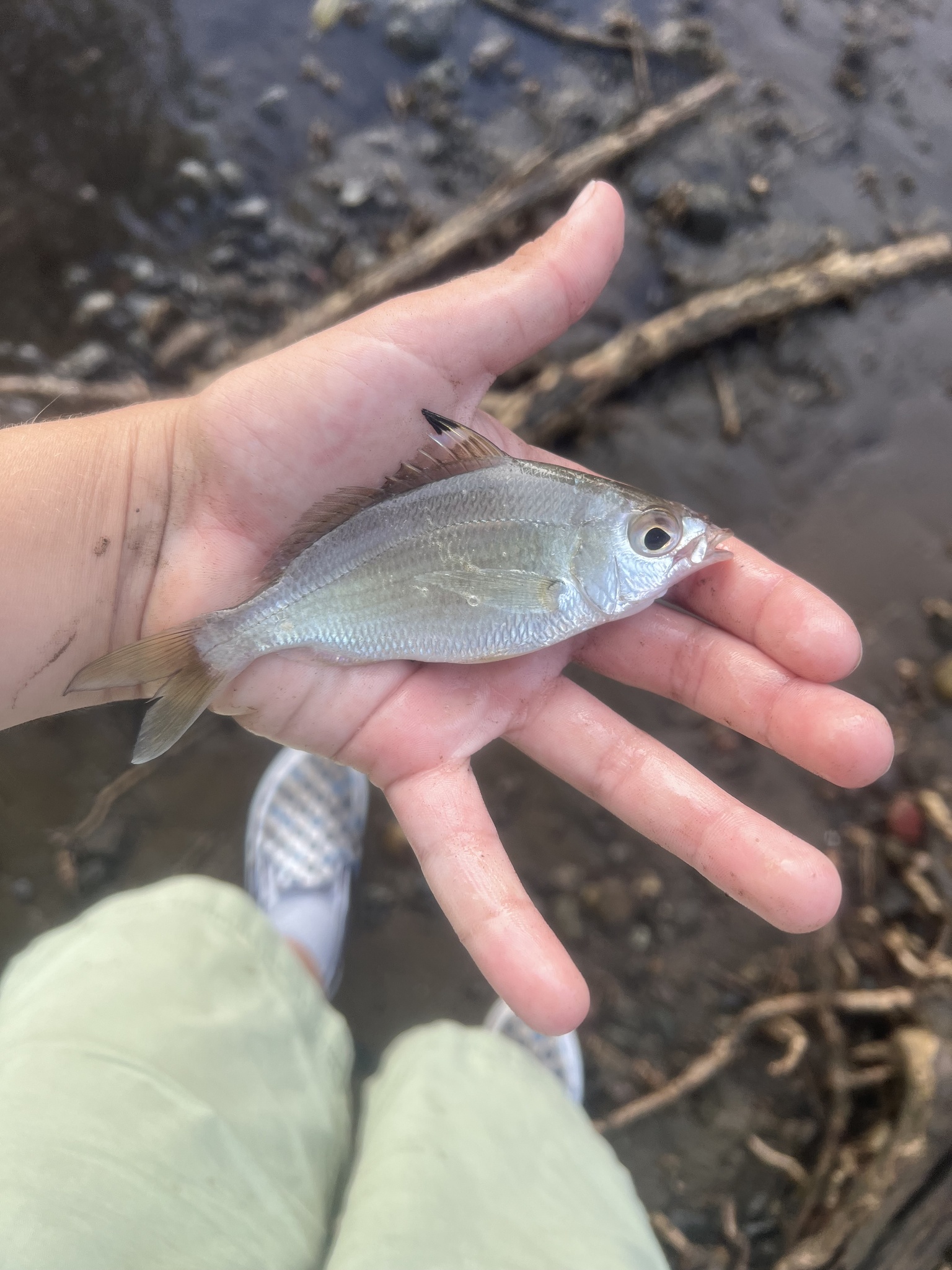Pacific Flagfin Mojarra photo 6