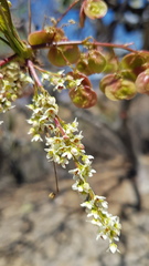 Pseudosmodingium andrieuxii