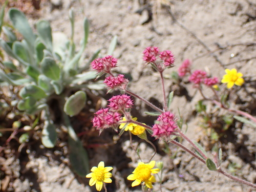 Douglas' Spineflower (Chorizanthe douglasii)
