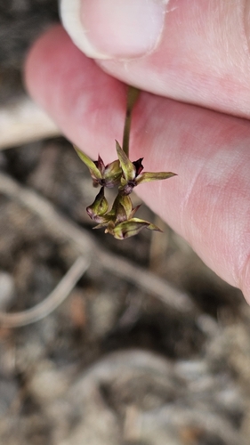 rufous midge-orchid (Genoplesium rufum)