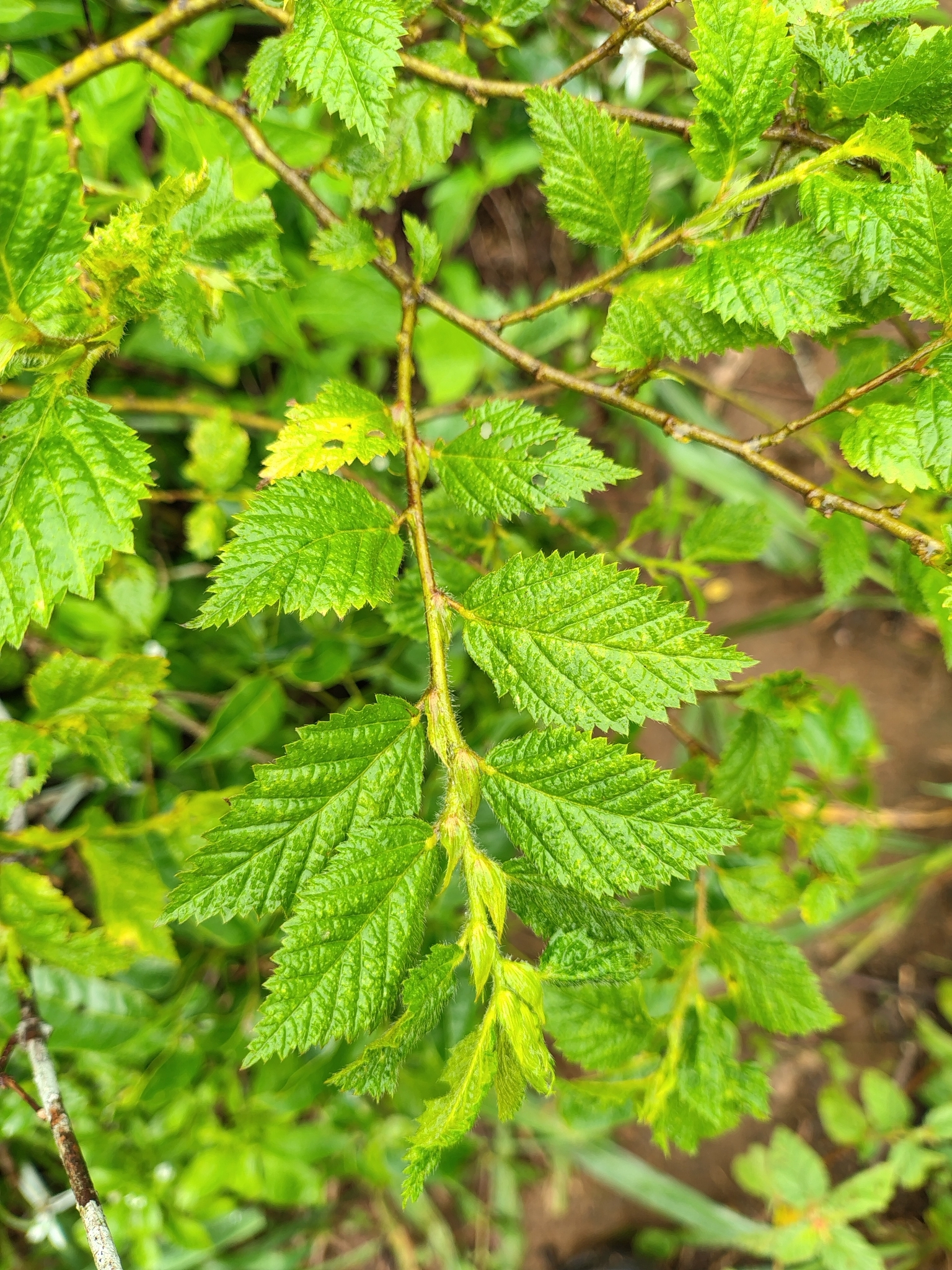 Sida glomerata