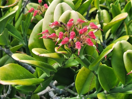 Euphorbia tithymaloides, 2026-03-25