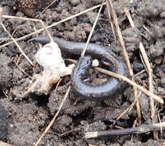 Batrachoseps gavilanensis