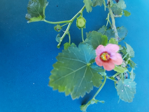 Island Mallow (Malva assurgentiflora)