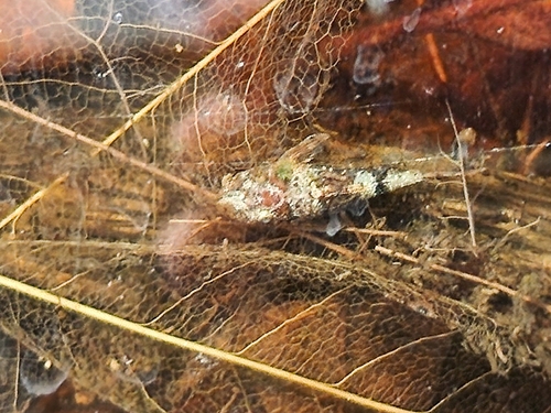 Rhinotocinclus isabelae