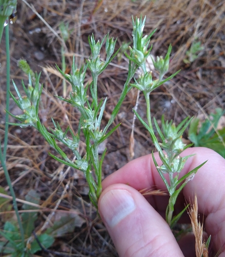 narrowleaf cottonrose (Logfia gallica)