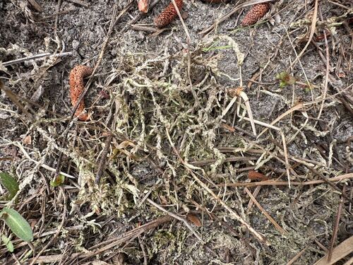 Sphagnum cyclophyllum observed 2026-03-08
