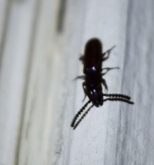 Taphroscelidia linearis