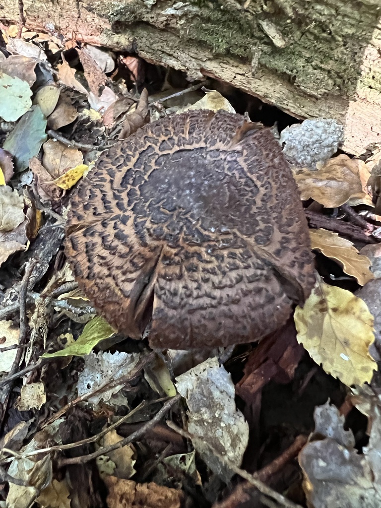 Cortinarius ursus · April 2026 · photo: © davidorlovich (iNaturalist, cc-by)