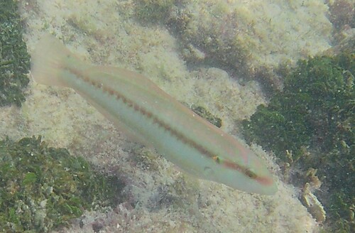 Halichoeres bivittatus