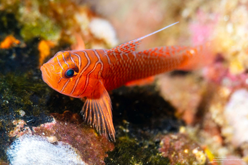Banner reef-goby (Priolepis vexilla) — Gobiidae