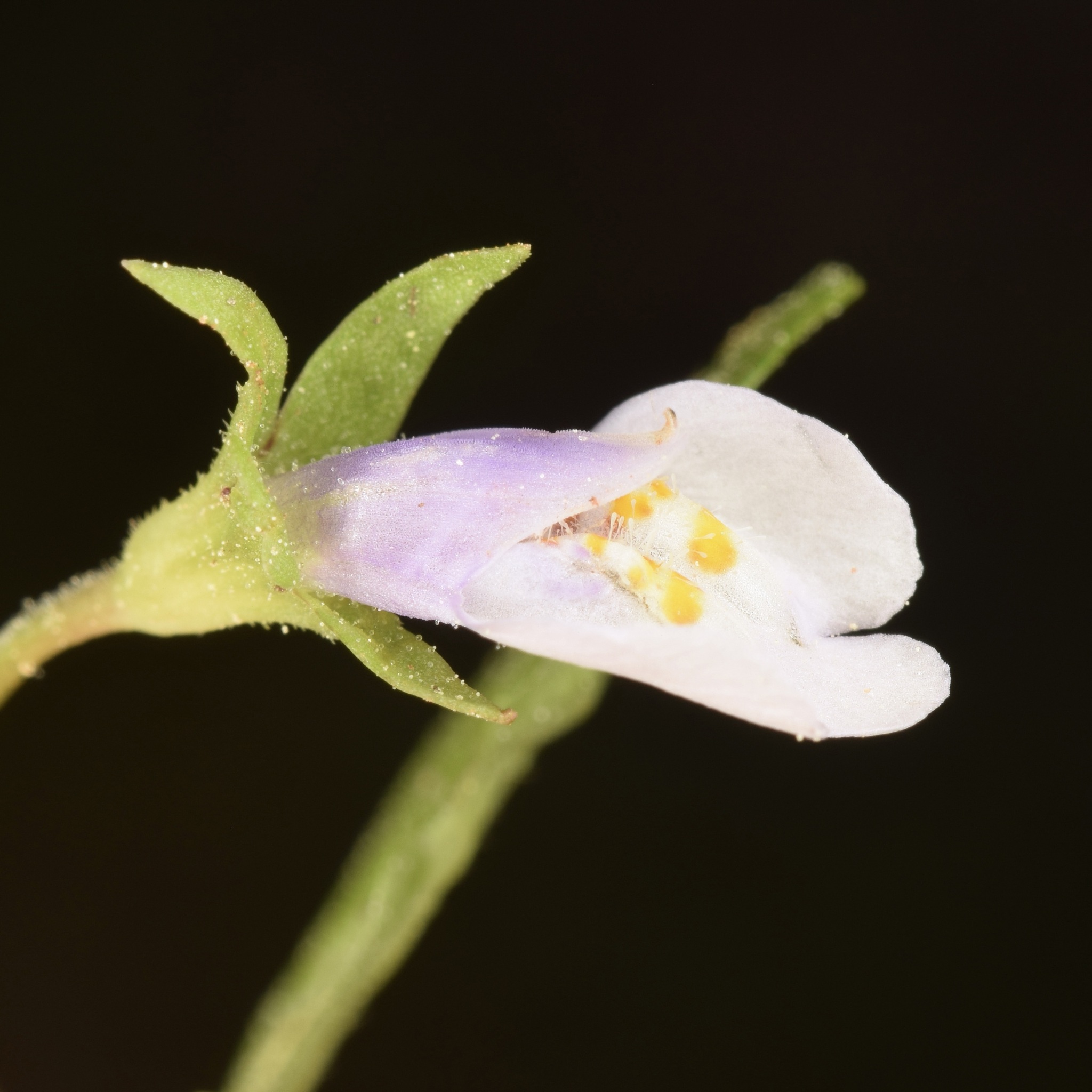 Japanese Mazus (Mazus pumilus)
