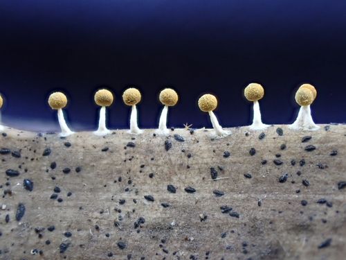 Physarum melleum observed 2026-03-25