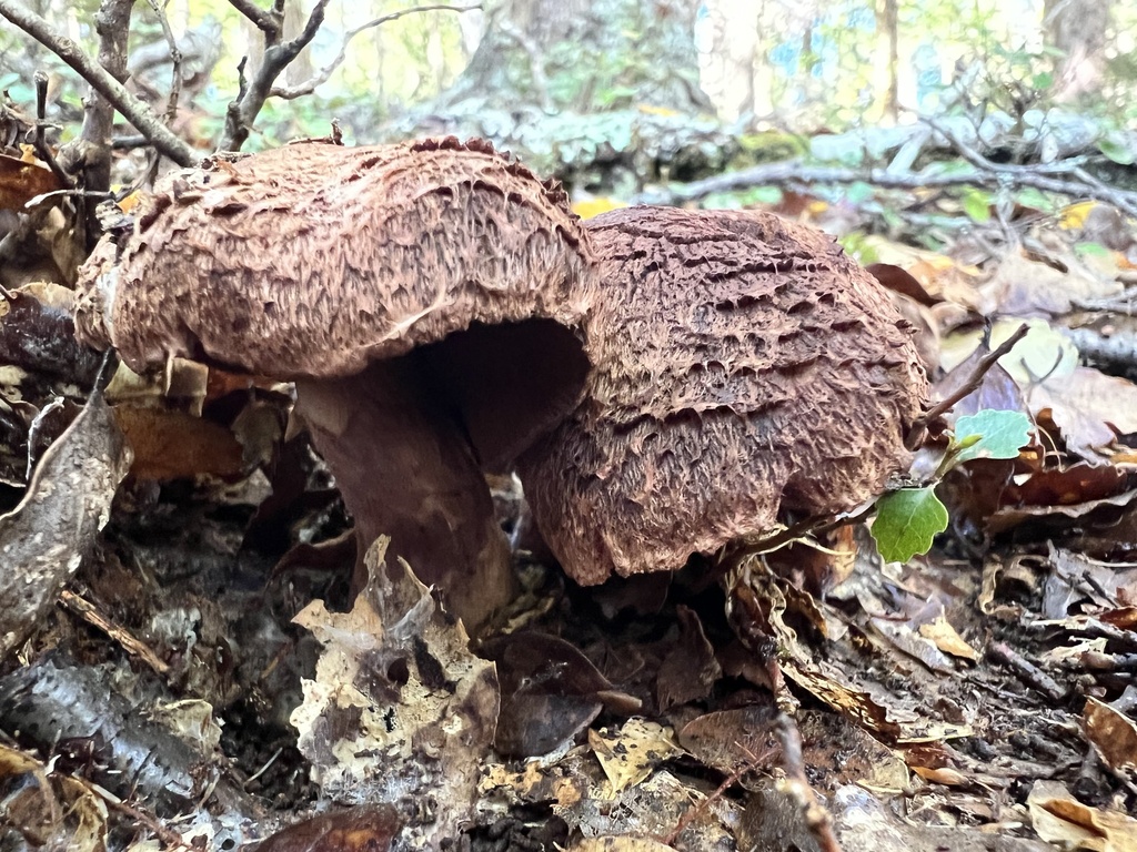 Cortinarius ursus · April 2026 · photo: © davidorlovich (iNaturalist, cc-by)