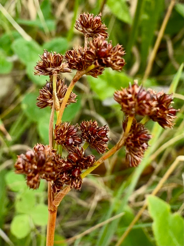 Flat-leaved Rush (Juncus planifolius)