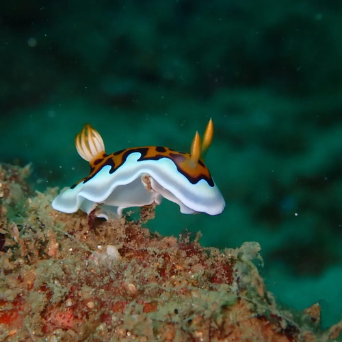 Goniobranchus gleniei