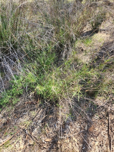 Austrostipa verticillata, 2026-04-02