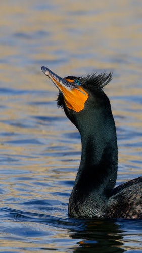 Cormorán orejudo (Nannopterum auritum)