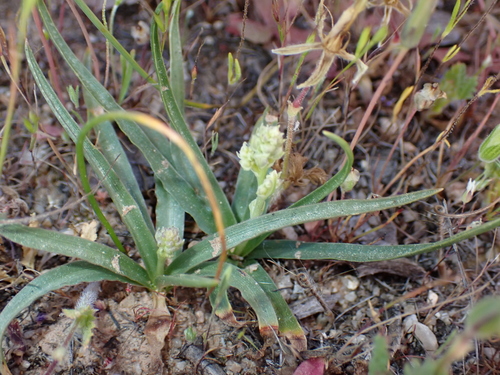Purple amole (Hooveria purpurea)