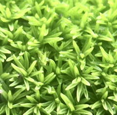 Pseudocrossidium revolutum