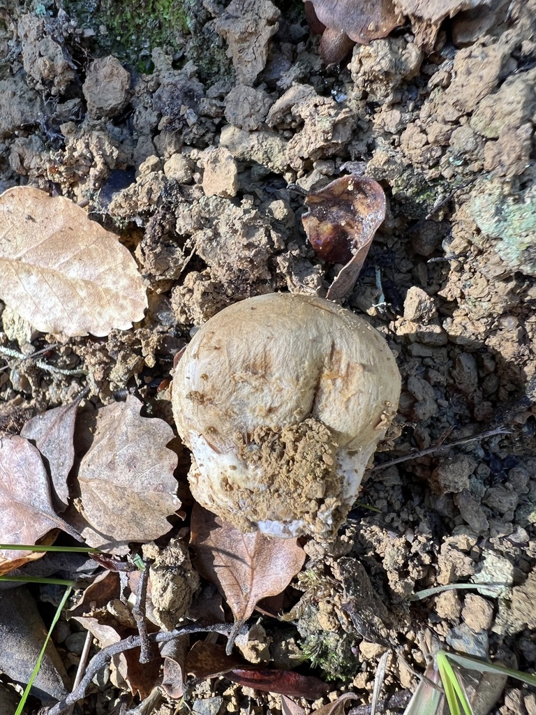 Cortinarius cartilagineus · April 2026 · photo: © davidorlovich (iNaturalist, cc-by)