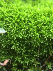 Pseudocrossidium revolutum