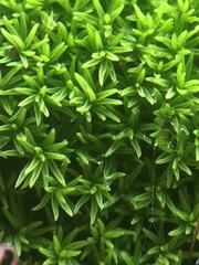 Pseudocrossidium revolutum