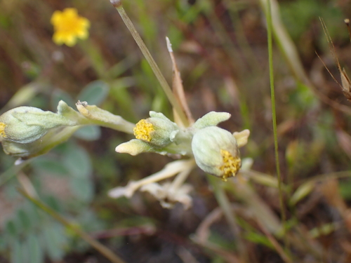 San Joaquin Woollythreads (Monolopia congdonii)