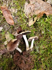 Psathyrella ellenae