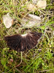 Psathyrella ellenae