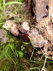 Psathyrella ellenae